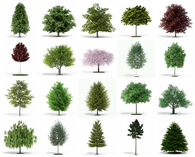 CGAxis第5卷树3D模型 CGAxis Models Volume 5 Trees