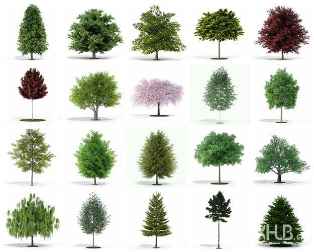 CGAxis第5卷树3D模型 CGAxis Models Volume 5 Trees
