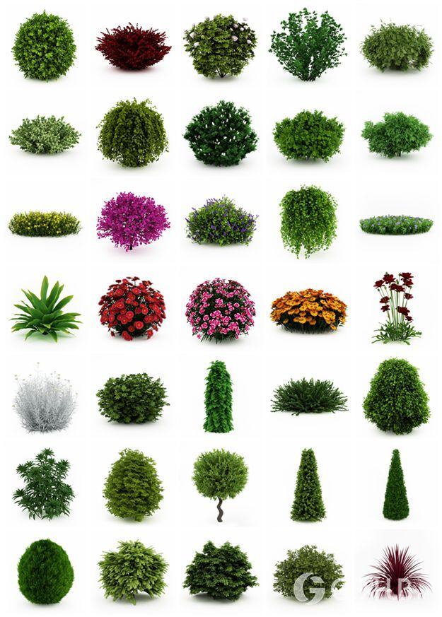 CGAxis第19卷园林植物3D模型 CGAxis Models Volume 19 Garden Plants