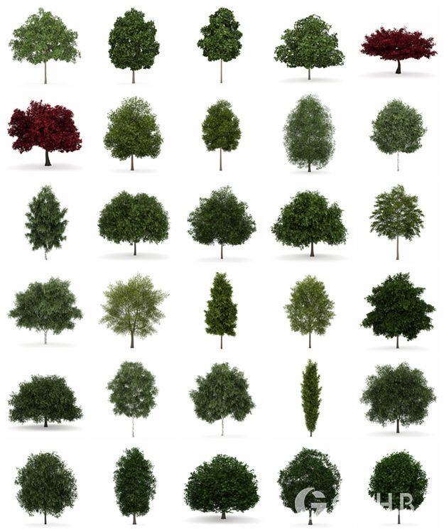 CGAxis第34卷Trees树3D模型 CGAxis Models Volume 34 Trees IV