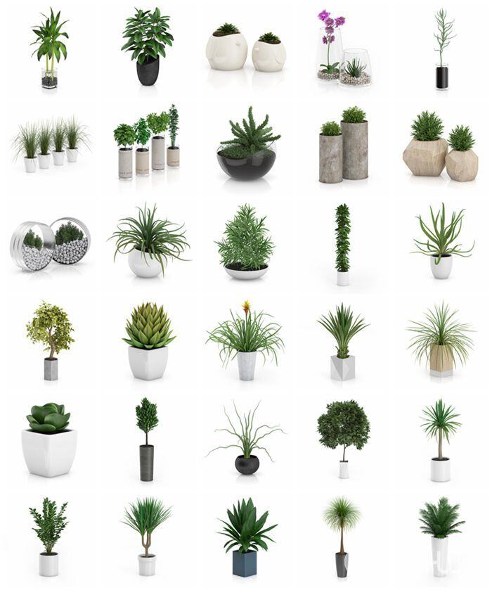 CGAxis第50卷植物盆栽3D模型 CGAxis Models Volume 50 3D Plants III