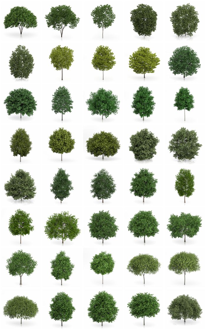 CGAxis第54卷3D树模型 CGAxis Models Volume 54 3D Trees V