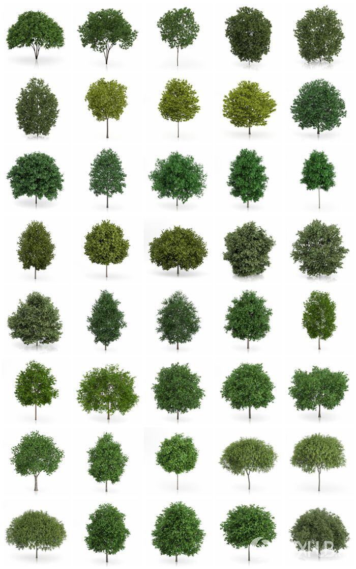CGAxis第54卷3D树模型 CGAxis Models Volume 54 3D Trees V