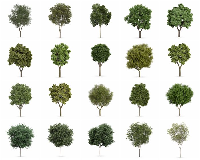 CGAxis第62卷3D树模型 CGAxis Models Volume 62 3D Trees VI