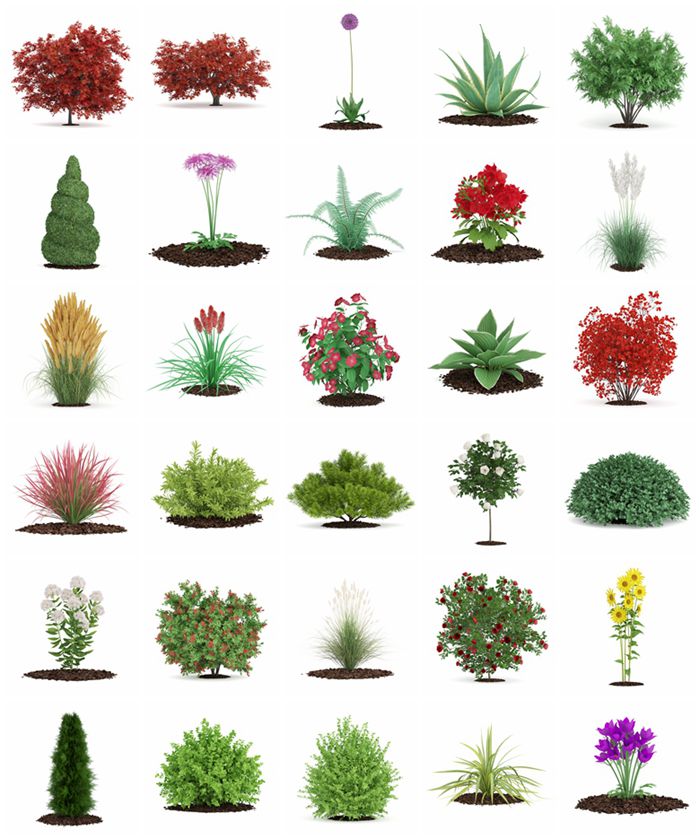 CGAxis第66卷园林植物3D模型 CGAxis Models Volume 66 Garden Plants II