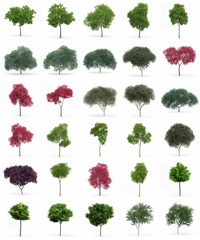 CGAxis第72卷树3D模型 CGAxis Models Volume 72 Trees IX