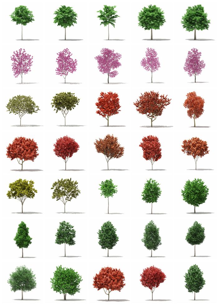 CGAxis第76卷树3D模型 CGAxis Models Volume 76 Trees X