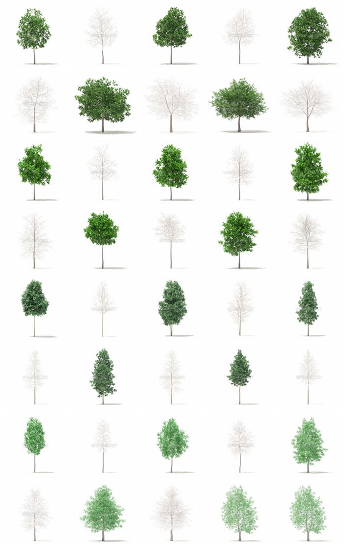 CGAxis第100卷树3D模型 Trees 3D Models Collection - Volume 100