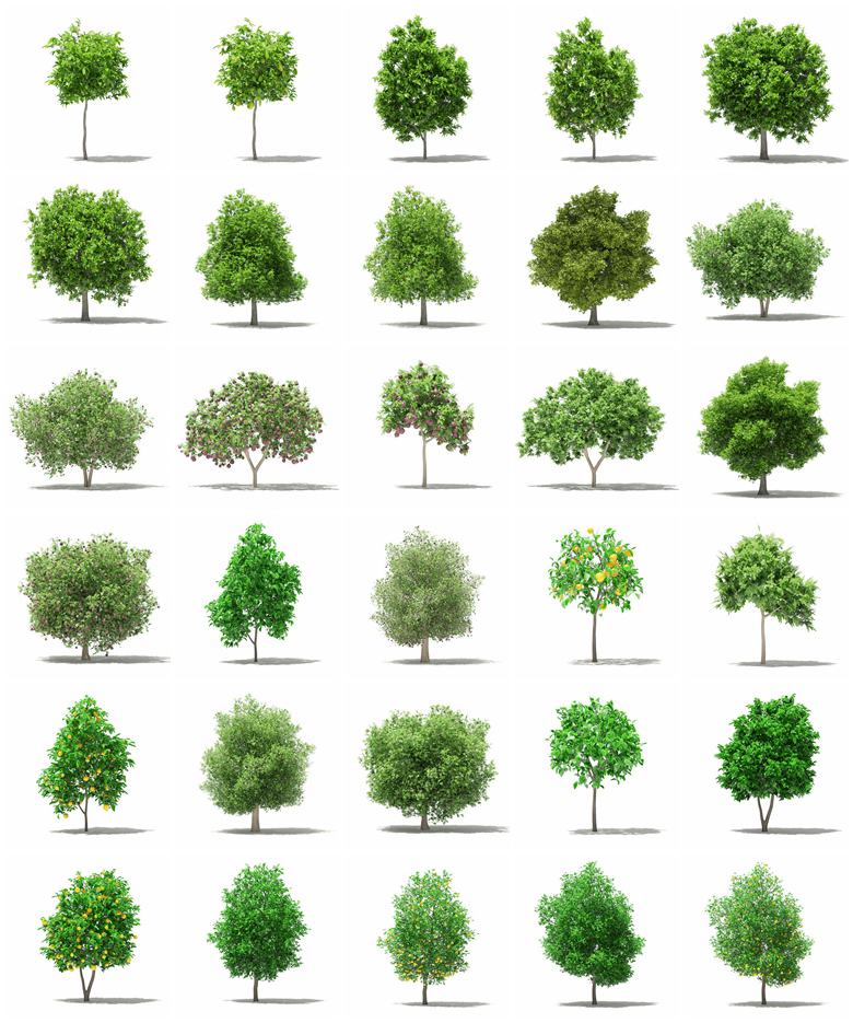 CGAxis果树植物3Dmax模型 Fruit Trees 3D Models Collection - Volume 105