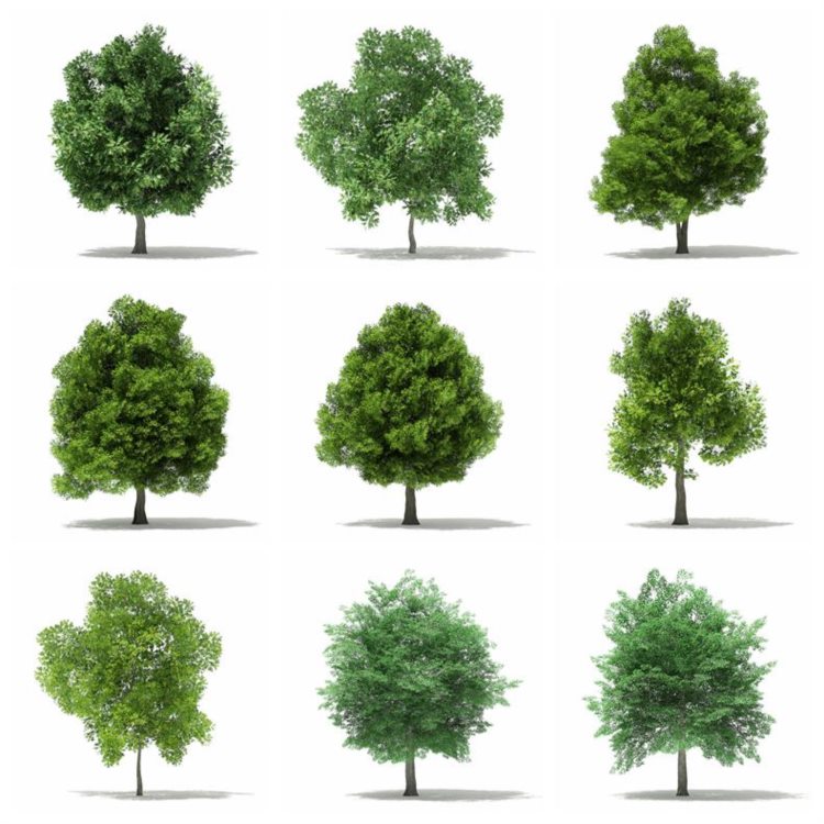 CGAxis植物树木3dmax模型 Trees 3D Models Collection - Volume 109