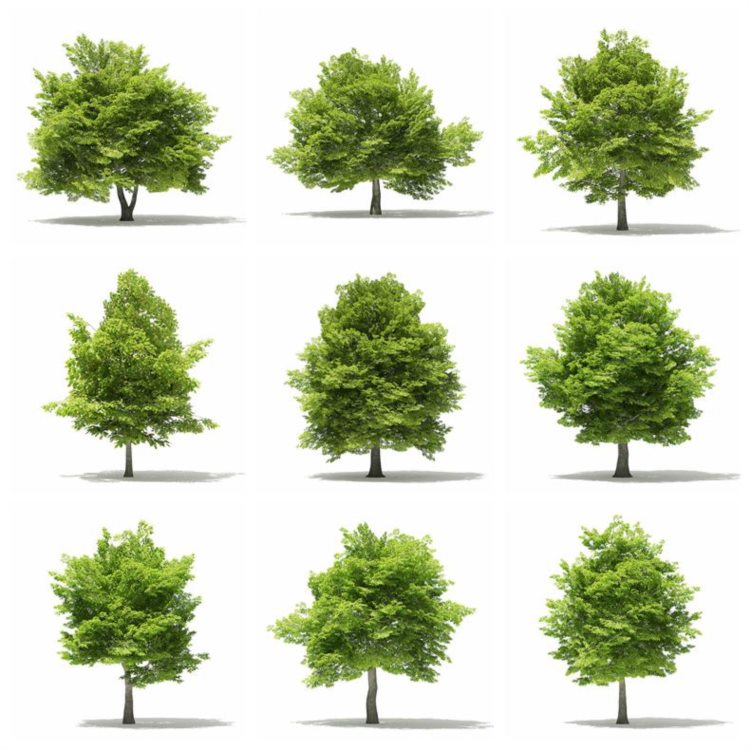 CGAxis植物树木3dmax模型 Trees 3D Models Collection - Volume 109