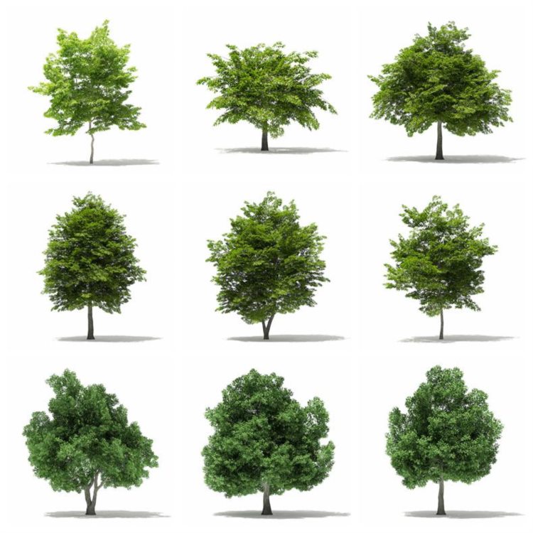 CGAxis植物树木3dmax模型 Trees 3D Models Collection - Volume 109