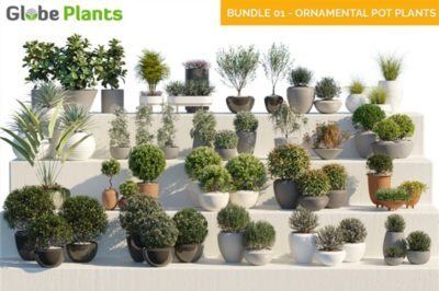 20种58个装饰性盆栽植物3D模型 Bundle 01 Ornamental  Pot Plants
