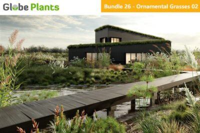 15种观赏灌木和草3D模型 Bundle 26 – Ornamental Grasses 02