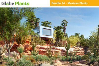 15种85个树木灌木多肉植物3D模型 Bundle 34 – Mexican Plants