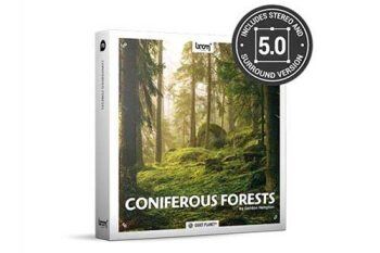 针叶林虫鸣鸟叫大自然环境环绕立体声音效 Coniferous Forests