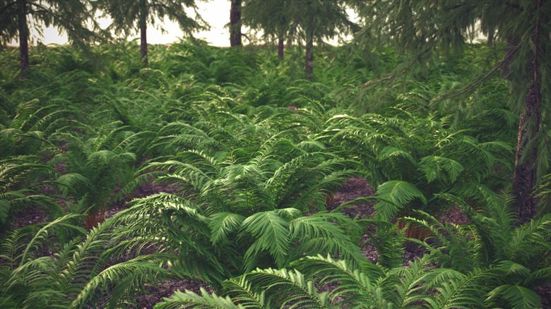 木蕨10个用于花园装饰的3D灌木模型 VizPark - Wood Fern