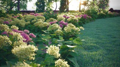 10个用于花园装饰的野生绣球花3D灌木模型 VizPark – Wild Hydrangea