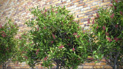 10个用于花园装饰的3D灌木模型 VizPark – Skimmia Japonica