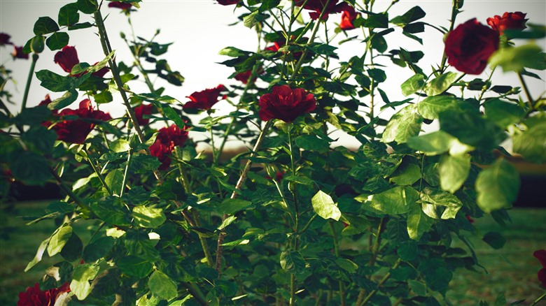 玫瑰花高精度3D模型 VizPark - Roses