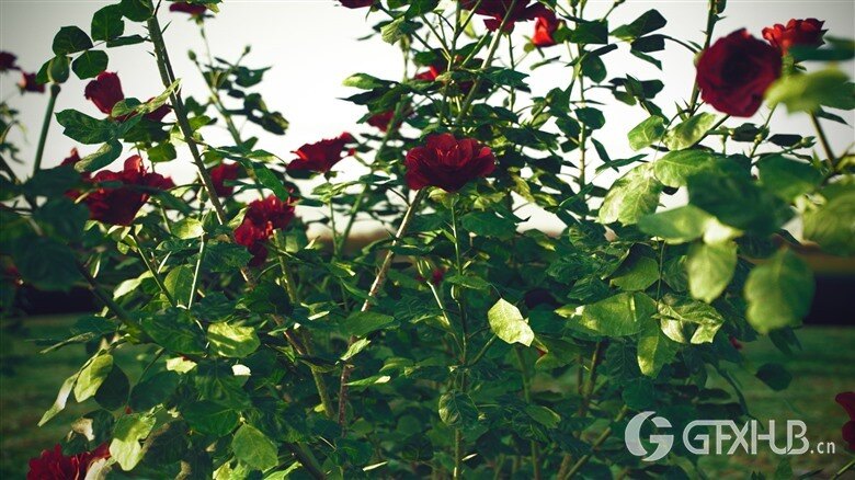 玫瑰花高精度3D模型 VizPark - Roses