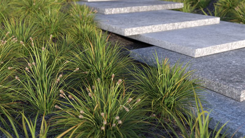 日本莎草高精度3d模型 VizPark - Japanese Sedge Grass