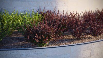 日本伏牛花高精度3d模型 VizPark – Japanese Barberry