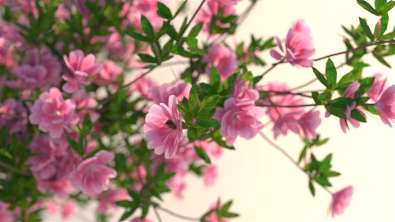 杜鹃花高精度3D模型 VizPark - Azalea Japonica