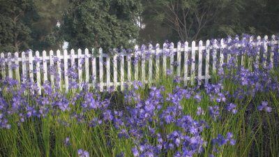 鸢尾花高精度3D模型 VizPark – Iris Flower