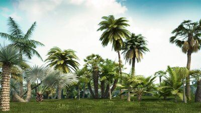 21种最常见的棕榈树3D模型 R&D Group – iTrees Palms vol.1
