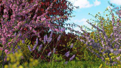 14种观赏灌木高质量3D模型 R&D Group – iBushes vol.1