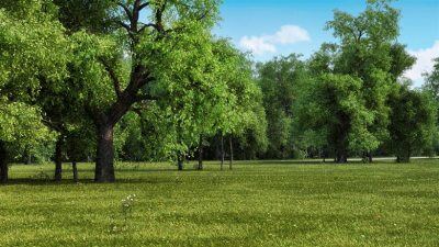 12种树木和3种灌木3D模型 R&D Group – iTrees Summer Vol.2