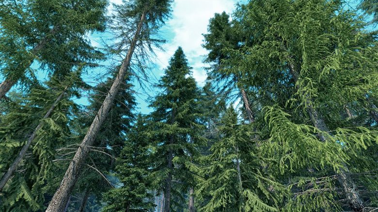 40种不同类型和大小的云杉树3d模型 R&D Group – iTrees vol.4 Fir Trees