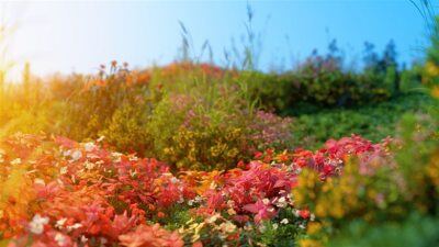 公园和花园的景观元素3D模型 R&D Group – iAlpine