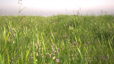 草坪田野草地3d模型 R&D Group iGrass vol.1