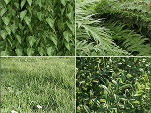 树灌木花草高精度3D模型 Polyget – Foliage Collection  Static + GrowFX
