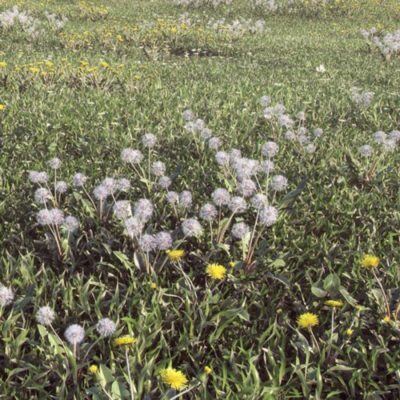 20个物种的122 个草地和花卉3d模型 VizPark – Real Grass