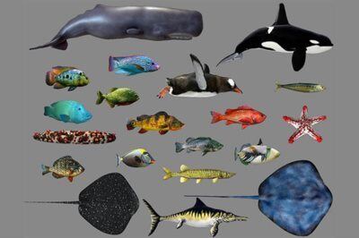 Cubebrush – Low poly Fish Collection Animated Pack 3