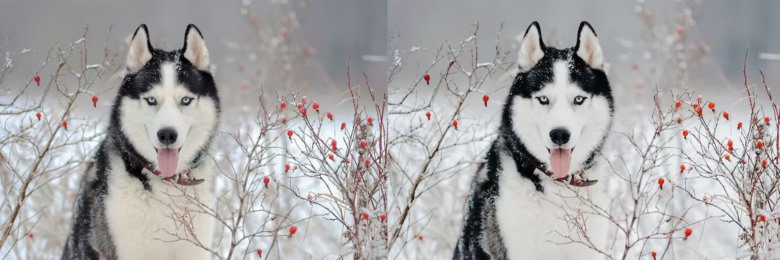 10 x Lightroom Presets, Winter Pets Presets 冬季宠物LR预设