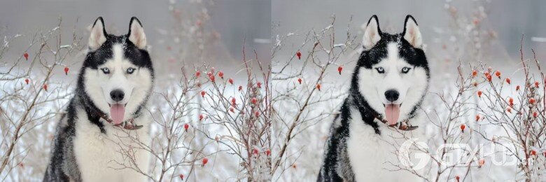 10 x Lightroom Presets, Winter Pets Presets 冬季宠物LR预设