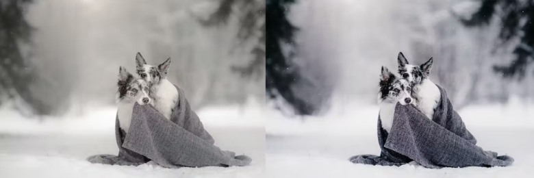 10 x Lightroom Presets, Winter Pets Presets 冬季宠物LR预设