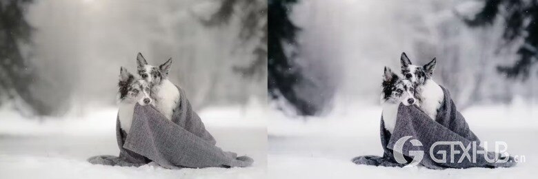 10 x Lightroom Presets, Winter Pets Presets 冬季宠物LR预设