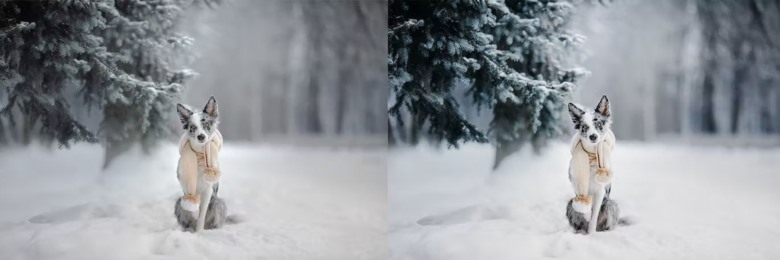 10 x Lightroom Presets, Winter Pets Presets 冬季宠物LR预设