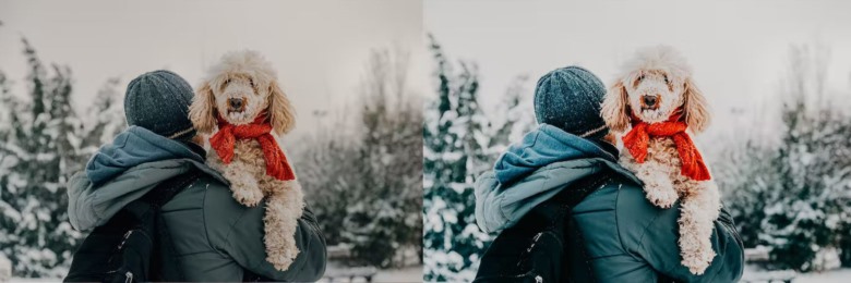 10 x Lightroom Presets, Winter Pets Presets 冬季宠物LR预设