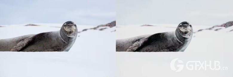 10 x Lightroom Presets, Winter Wildlife Presets 10个冬季野生动物预设