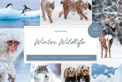 10 x Lightroom Presets, Winter Wildlife Presets 10个冬季野生动物预设