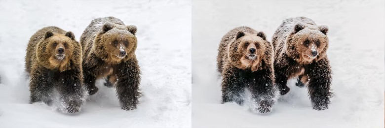 10 x Lightroom Presets, Winter Wildlife Presets 10个冬季野生动物预设