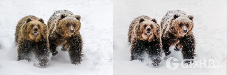 10 x Lightroom Presets, Winter Wildlife Presets 10个冬季野生动物预设