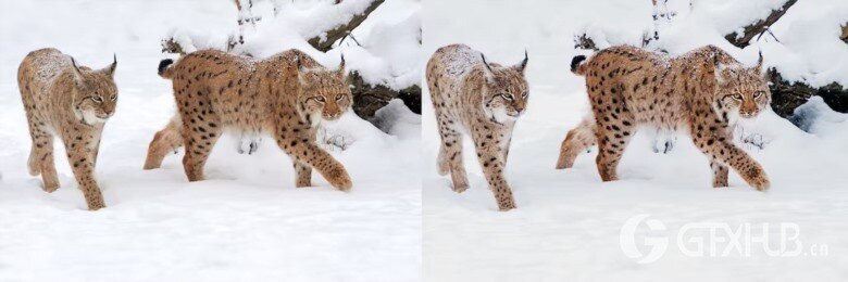 10 x Lightroom Presets, Winter Wildlife Presets 10个冬季野生动物预设