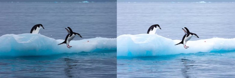 10 x Lightroom Presets, Winter Wildlife Presets 10个冬季野生动物预设